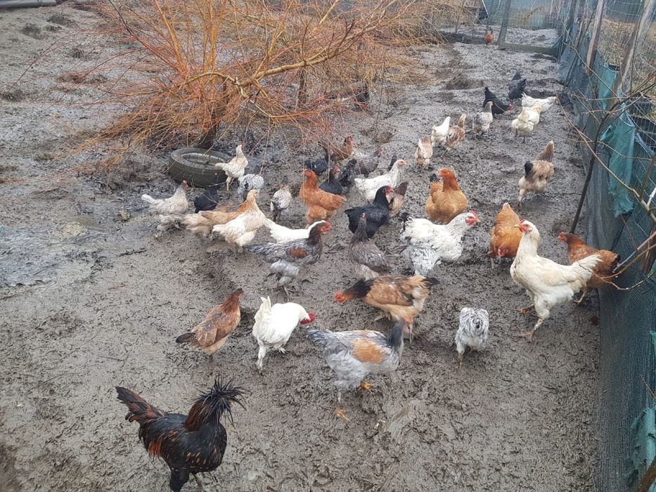 Vand Gaini Rasa Pura