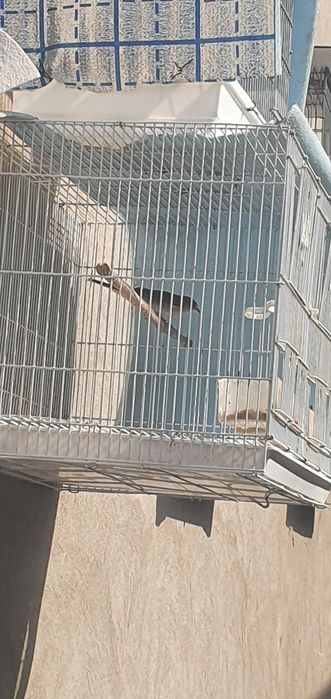 Бул булар сотилади 2та колди 3-4 кун булди тушганига сайраб тушан