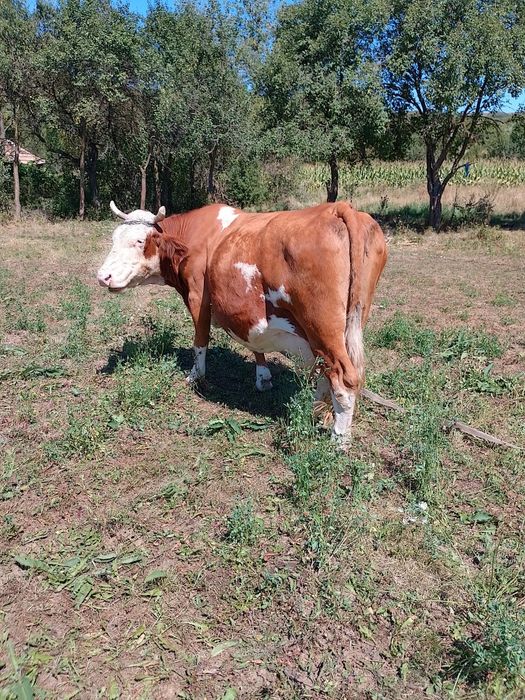 Vând vacă de 7 ani