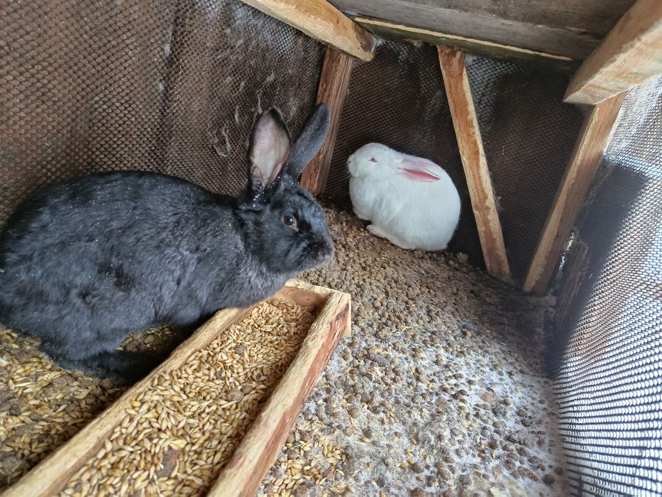 Продам молодых кролов!