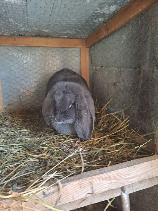 Vând iepuri berbec  german și fazani
