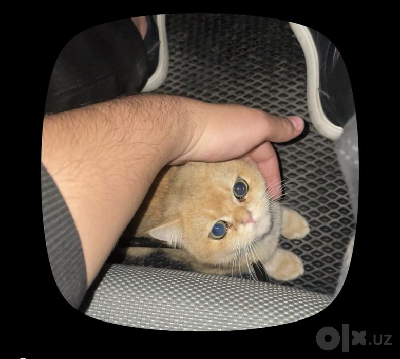 Mushuk  shorthair golden