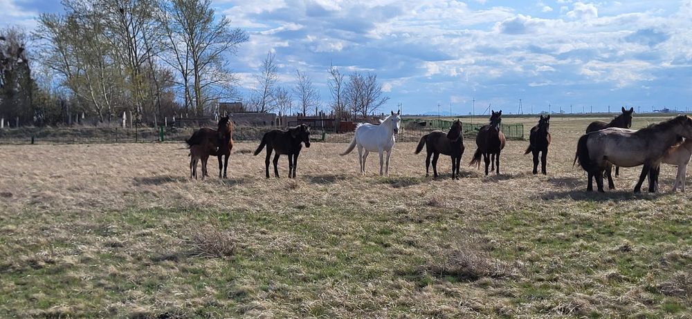 Продам оптом лошадей