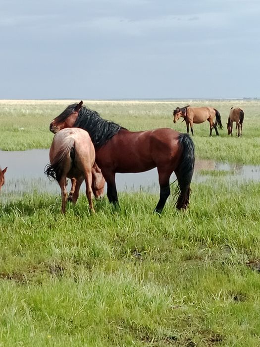 Биелер жас биелер