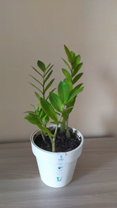 Продам молодое долларовое дерево