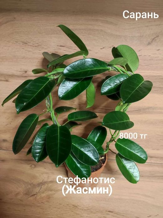 Стробилантес,Жасмин, Тилландсия, Монстера,Калла