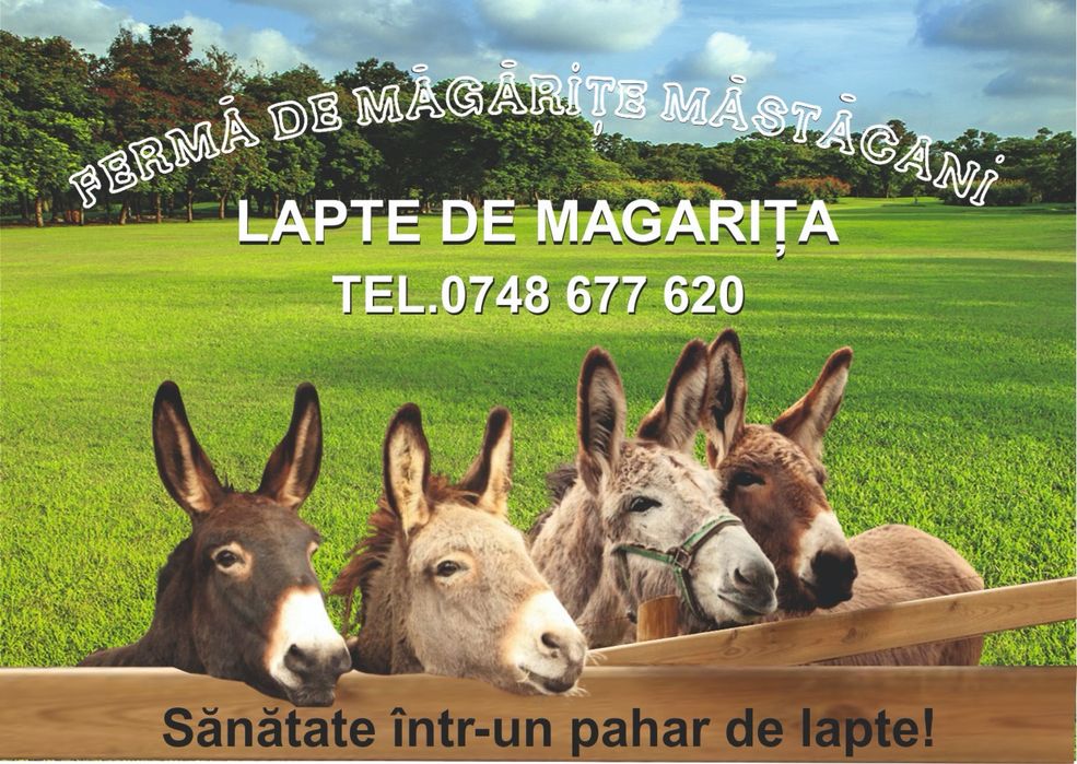 Lapte crud de măgărița!  !!!MULGEM IN PREZENTA DUMNEAVOASTRĂ!!!