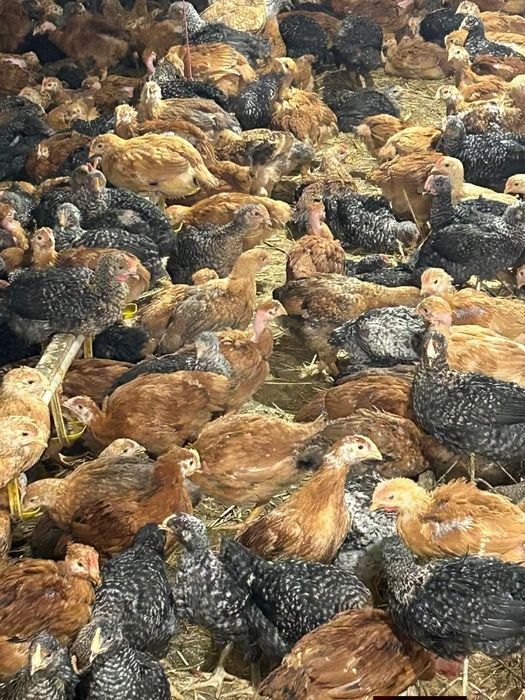 Ferma de Puii Dobrogea