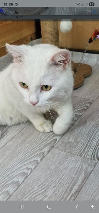 Отдам кота в хорошие руки.
