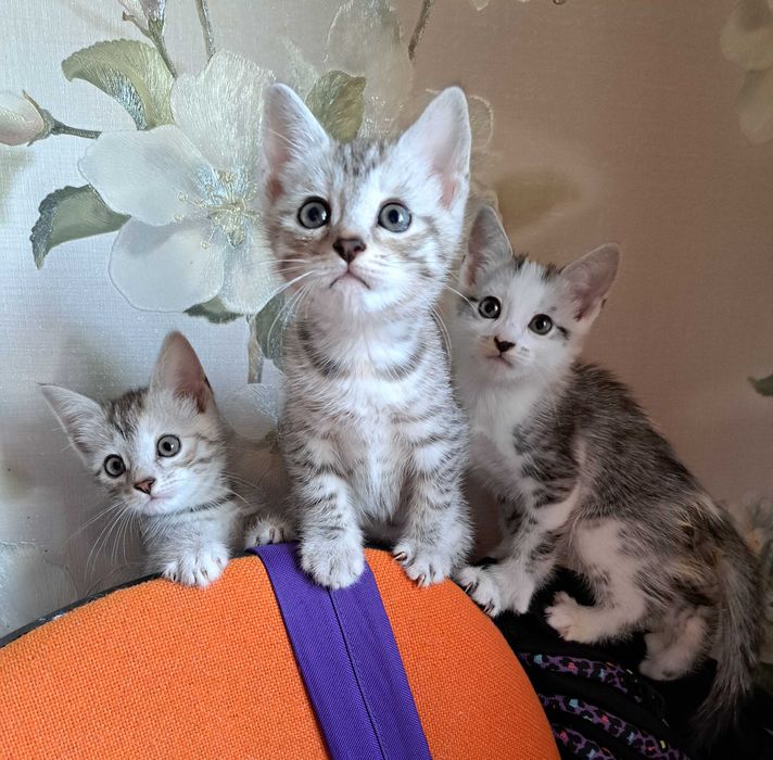 Отдам котят в добрые руки