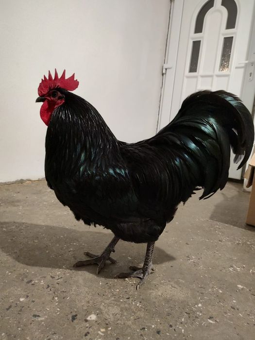 Ouă australop incubat