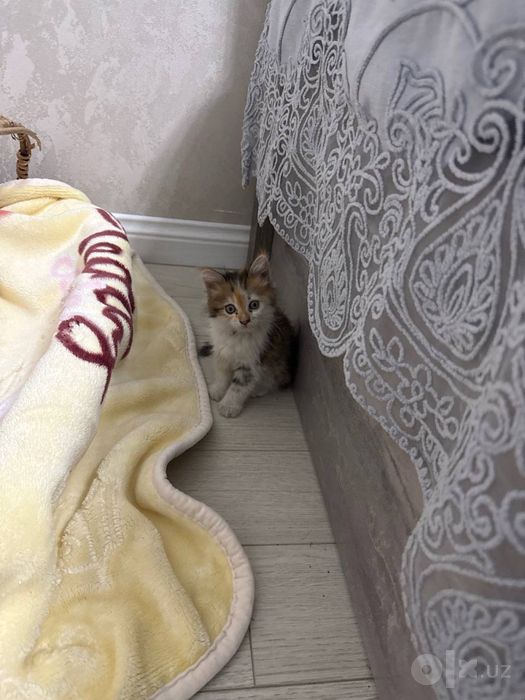 Отдается в добрые руки котята