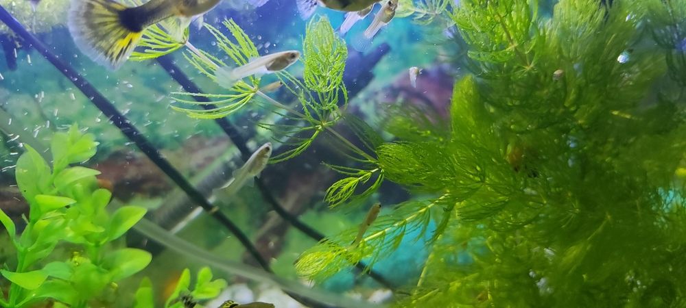 Аквариумные рыбки