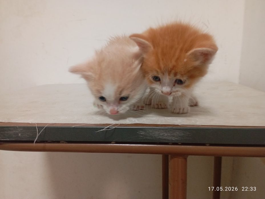Котята. 2 котенка.