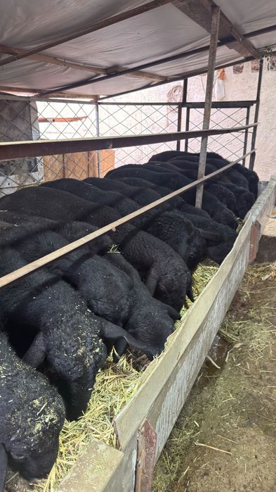 Арвшан кучкорлар сотилади