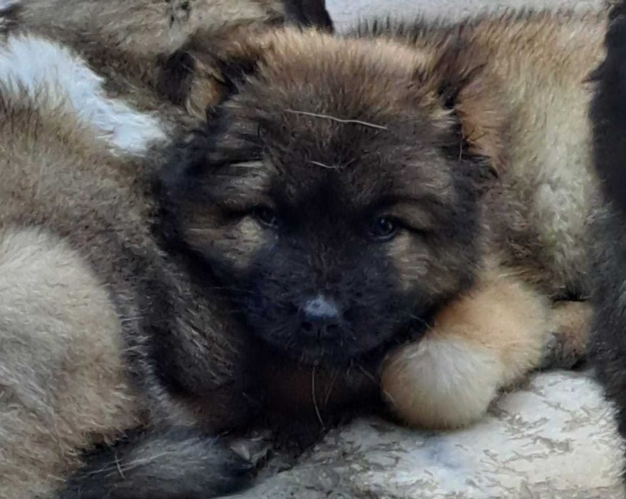 Щенки Кавказкой Овчарки