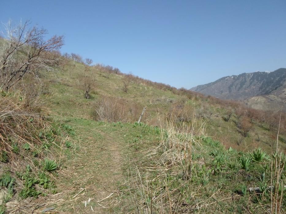 Участок 184сотки