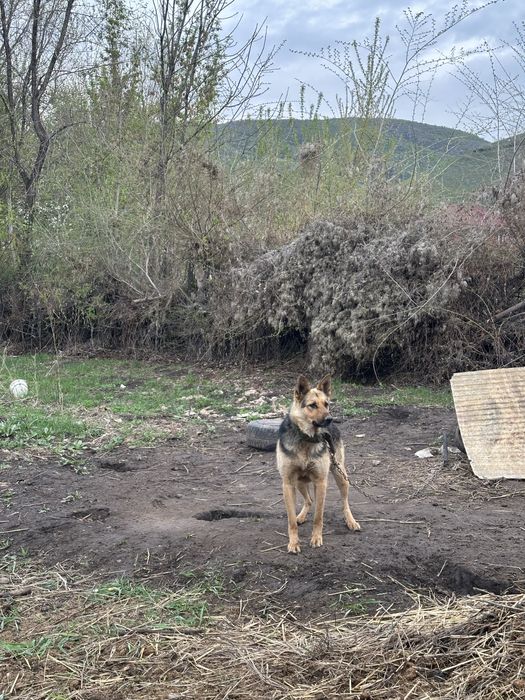 Овчарка немецкая