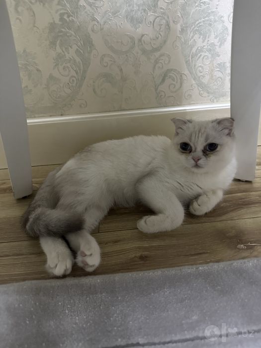 Кошка, шиншилла вислоухая