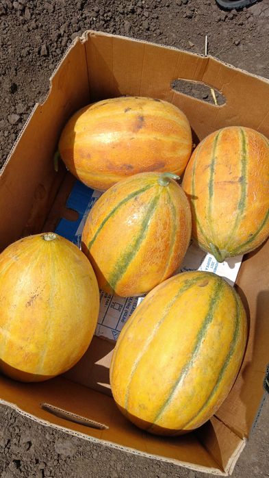 Vând pepeni    caristan cantitate 80-100 tone și galben