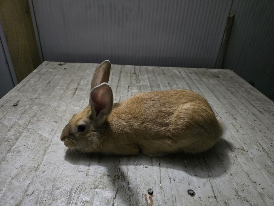 Alb Pannon Hycole Francez iepuri de carne