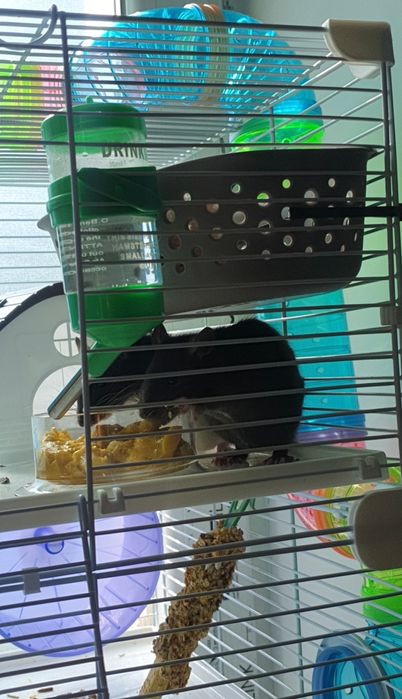 Cușcă cu șobolani de companie