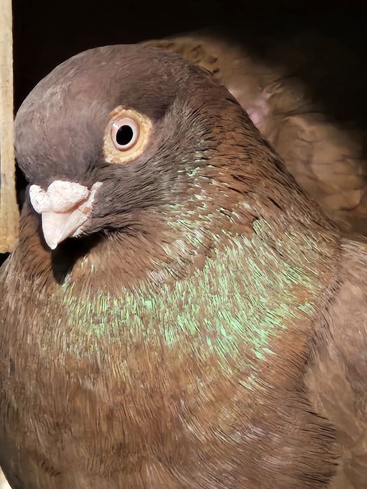 Продам голубей разных мастей летные.