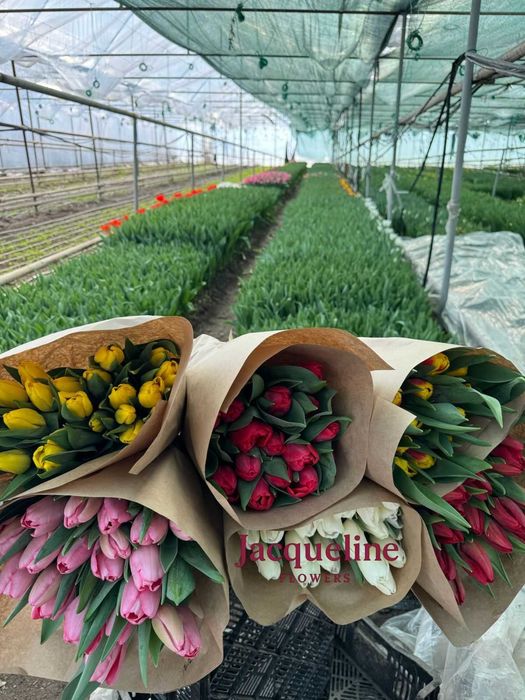Премиальные тюльпаны оптом