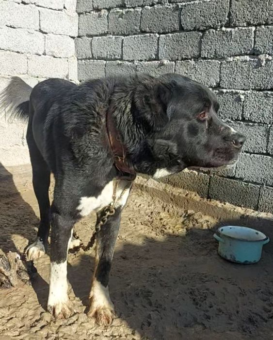 Собака, Тобет,  Алабай,  САО.