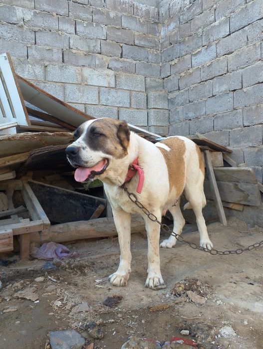 Алабай (каншык).