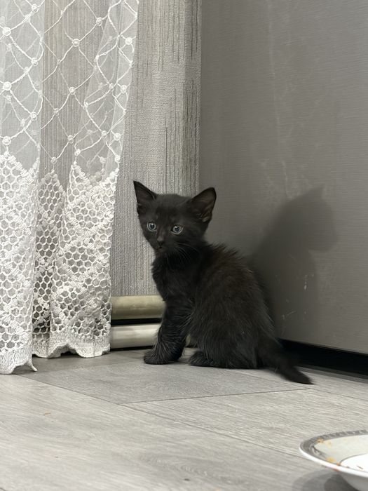 Отдам котят 2 мальчика 2 девочки
