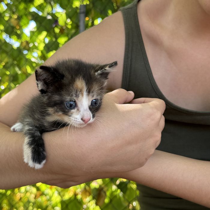 Отдам котят в добрые руки!