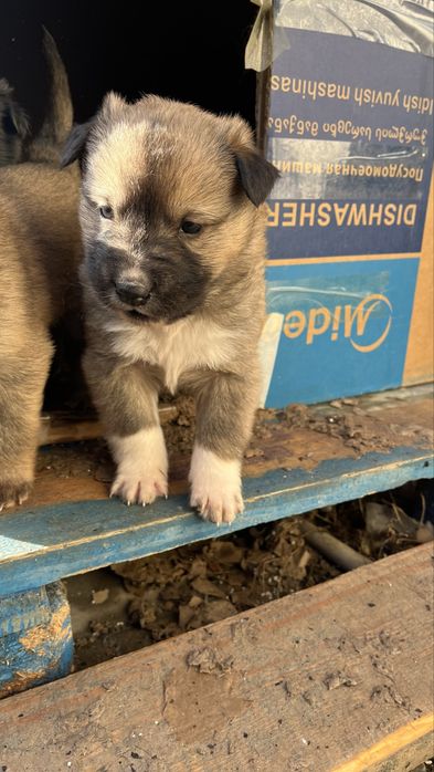 Отдам породистых щенков