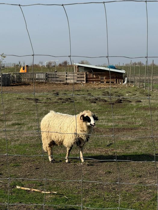 Vând un miel si un mior.