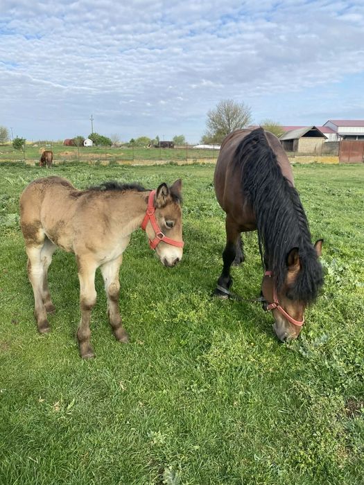 Vand iapa 4 ani cu manz !
