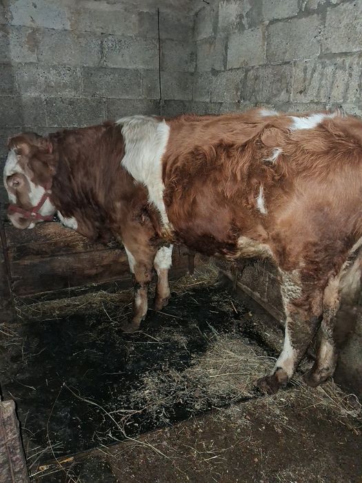 Vând vitel vând vand