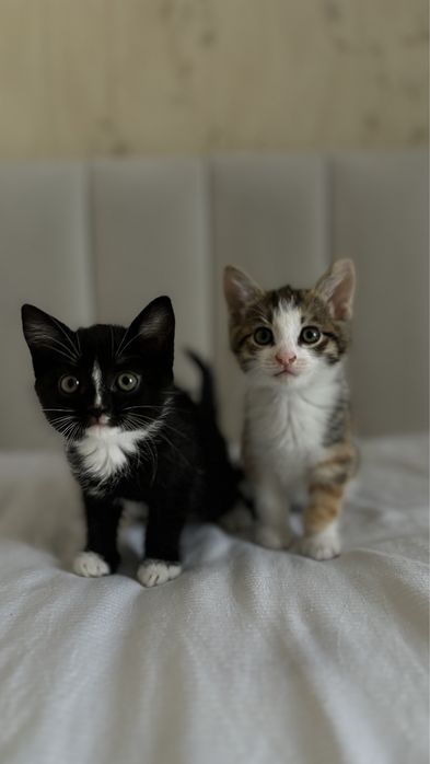 Котята 1,5 месяцев
