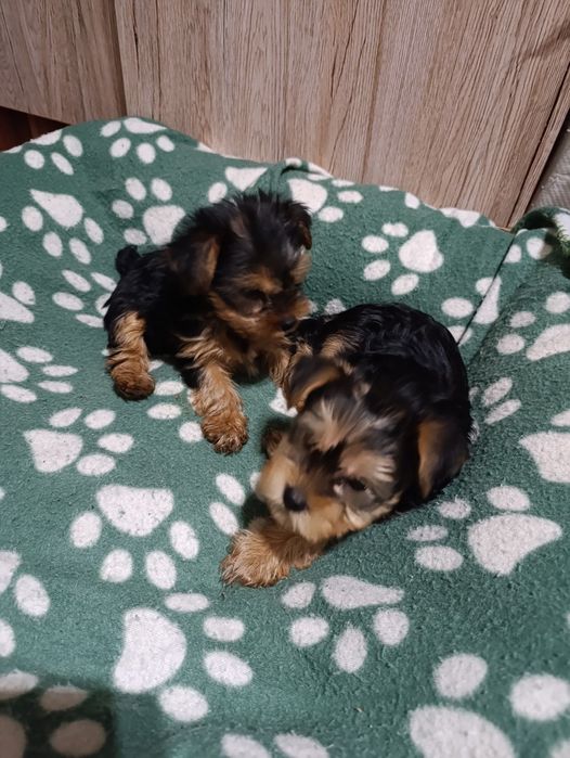 Кучета Йорки момчета