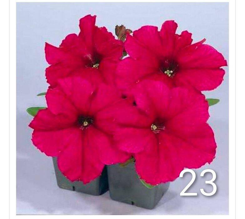 Продам рассаду петунии, грандифлора.