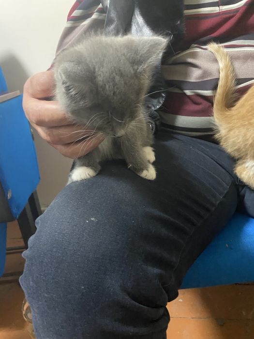 Котята бесплатно