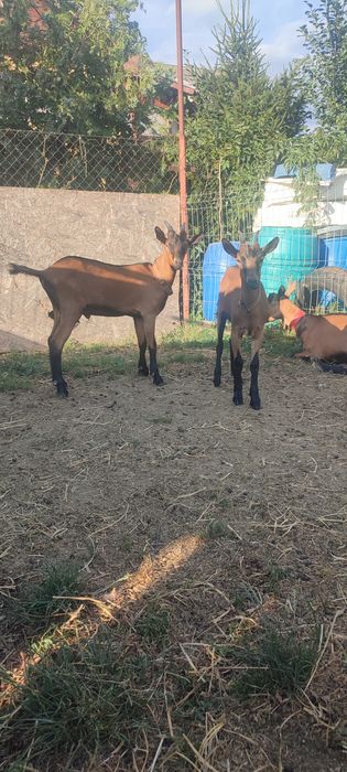 Vând ied și iediță