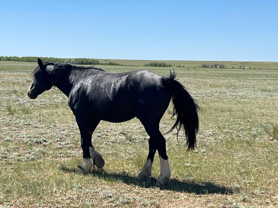 Айғыр,конь полутяж