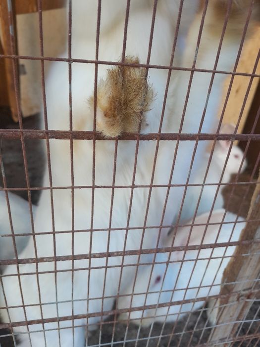 Quyon sotiladi. Продаётся кролик.