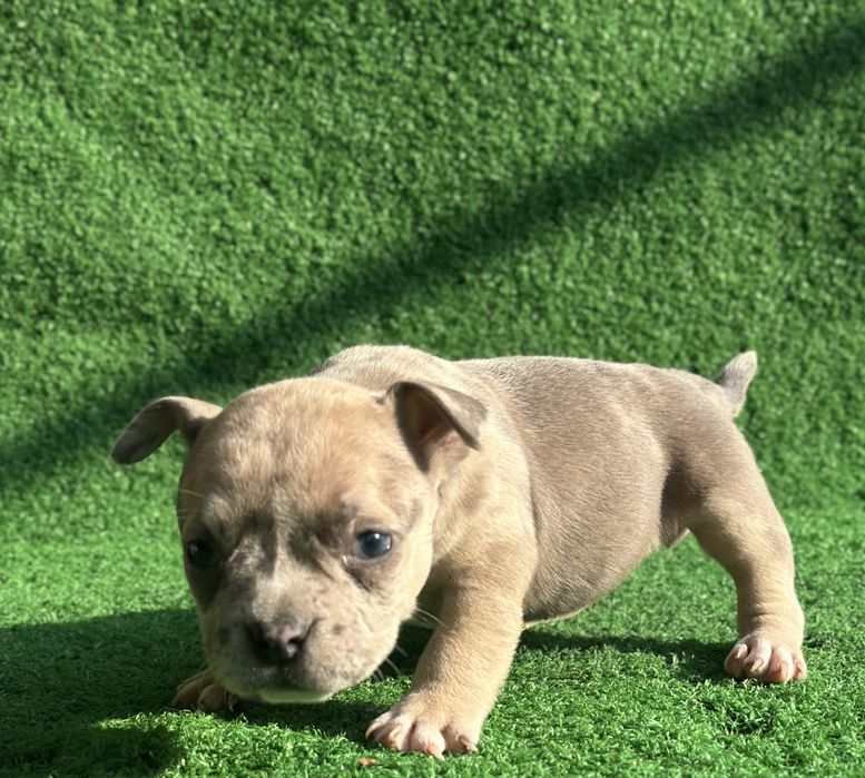 Американско були покет мерле