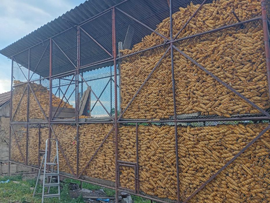 Vând porumb știuleți recolta 2025 comuna Birchiș, Arad