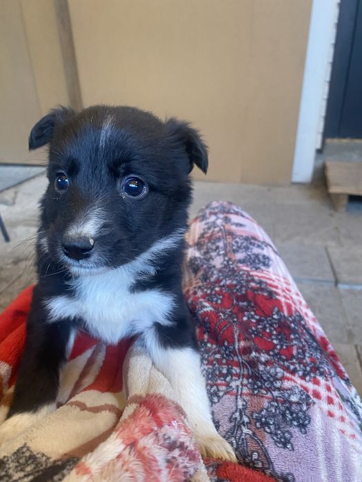 Бесплатно отдам щенят