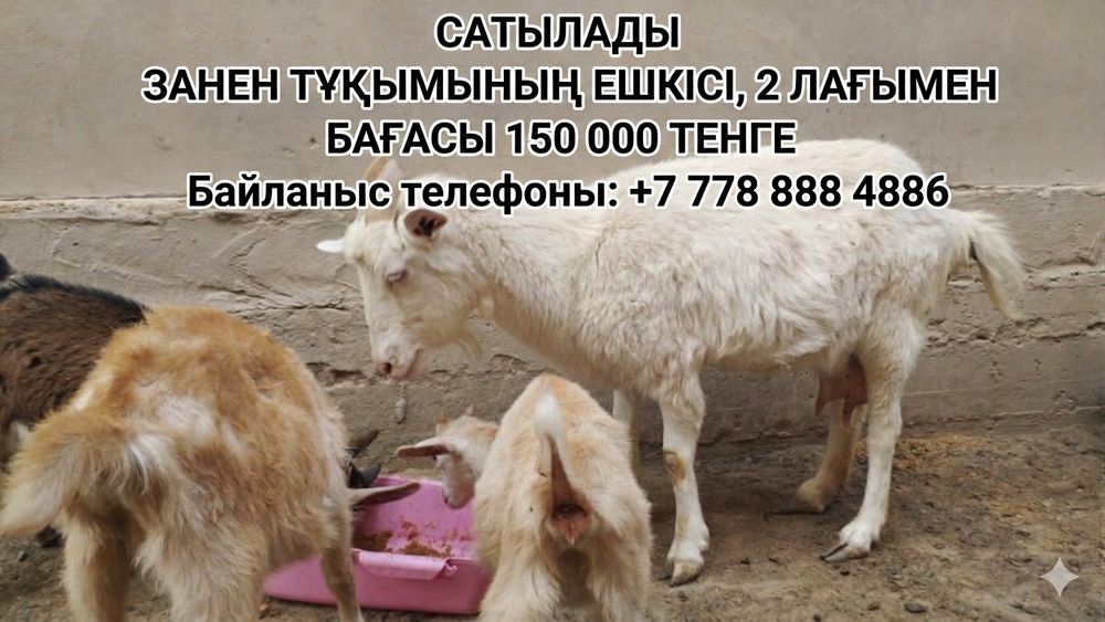 Асыл тұқымды ешкілер