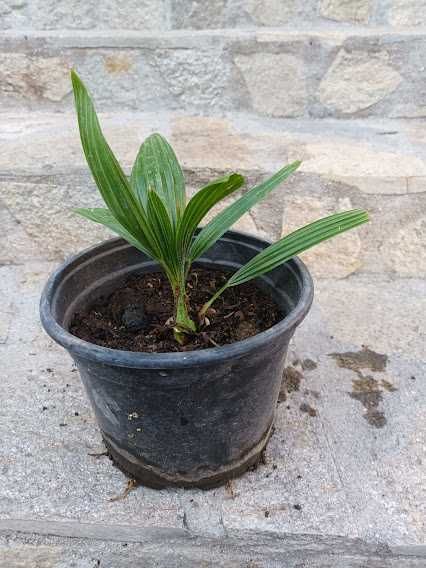 Палма - различни видове и размери палми