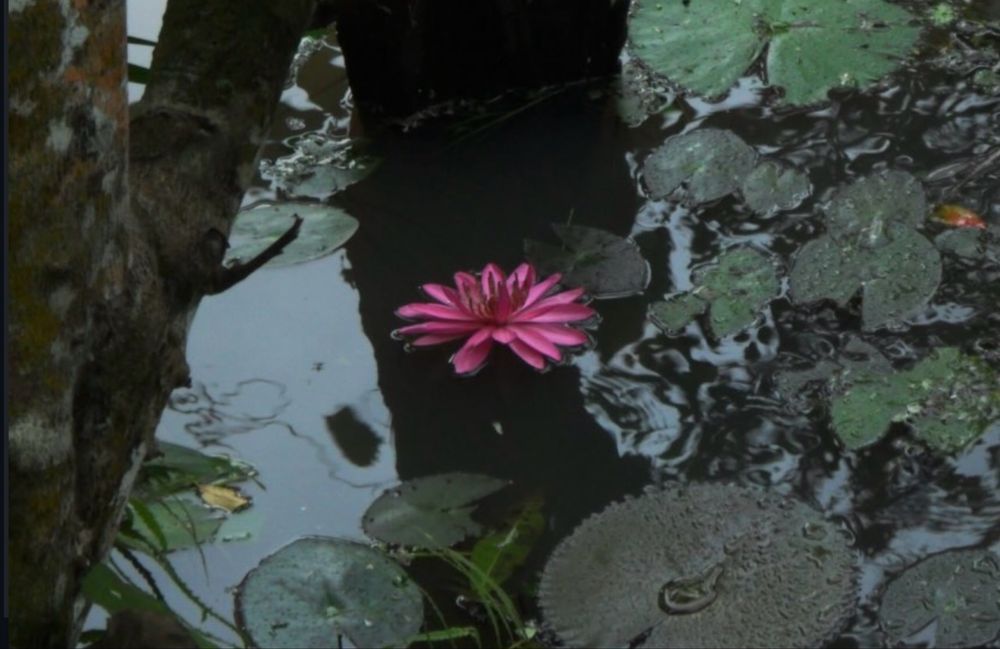 Мыльница Samsung PL100