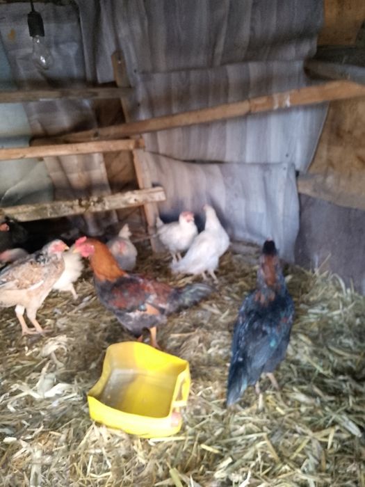 Продам курей несушки и даканки